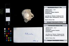 Foto (Objekt + Etikett) von Pithonoton sp.  (NHMW-GEO-1990-0041-3324b)